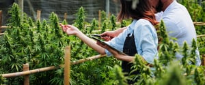 Scientists and farmer researching together and using tablet to collect data in Cannabis farm