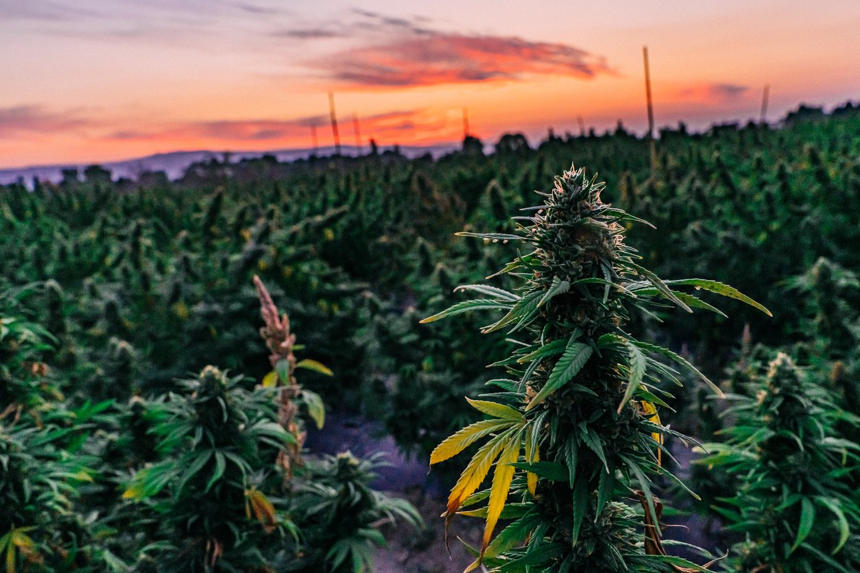 Beautiful Mature Herbal Cannabis Plants at Sunset Ready for Harvest at a CBD Oil Hemp Marijuana Farm